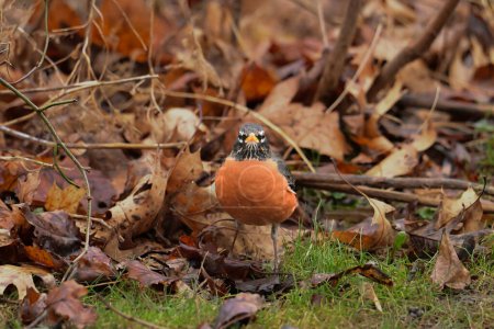 An American Robin on the ground in front of colorful fallen leaves