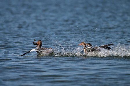 Female Red-breasted Merganser duck catching and fighting over fresh caught fish