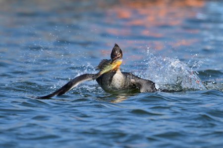 Weibliche Rotbrust-Merganserente fängt und kämpft um frisch gefangenen Fisch