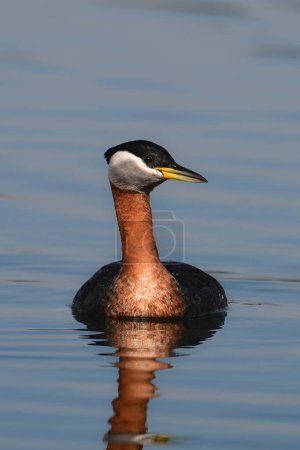 Pájaro de cuello rojo Grebe flotando solo en un lago tranquilo y mirando a su alrededor