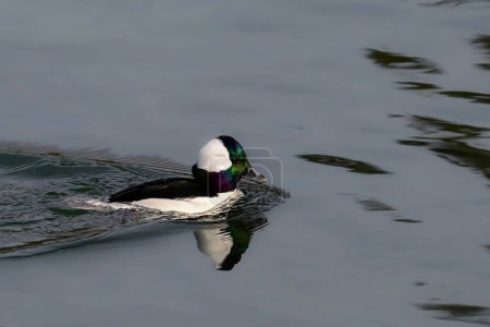 An iridescent cute colorful male Bufflehead Duck swims along on a calm lake