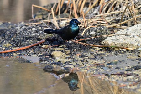 Pájaro pardo común colorido iridiscente camina a lo largo de la orilla