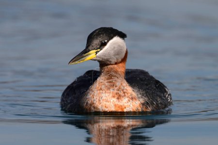 Red-necked Grebe duck bird floating alone on a calm lake and looking around