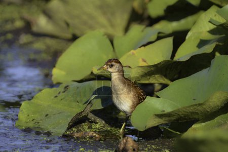 Bunte Sora Vogel zu Fuß durch Lilienkissen in einem Sumpf