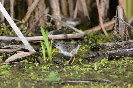 Bébé vulnérable pelucheux mignon Bécasseau tacheté oiseau récemment éclos explore le bord d'un marais seul