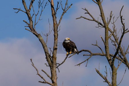 Unas águilas calvas americanas posadas en un árbol muerto a lo largo del borde de un río 