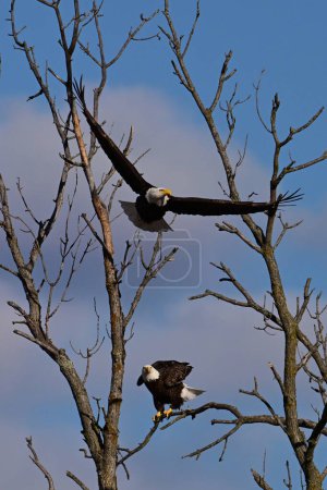 Spring scene of a mating pair of American Bald Eagles coming down to rest in a dead tree along the edge of a river