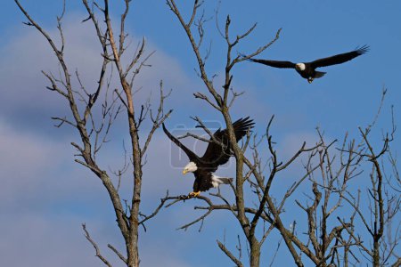 Escena primaveral de un par de águilas calvas americanas que bajan a descansar en un árbol muerto a lo largo del borde de un río