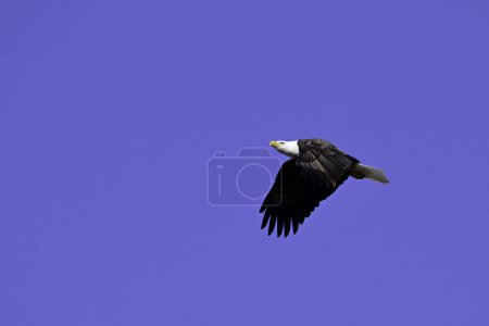 Frühlingsszene ausgewachsener Weißkopfseeadler im Flug vor blauem Himmel