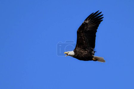 American Bald Eagle in flight with wings spread and mouth and beak open as it screeches