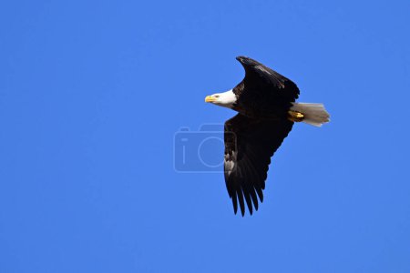 Spring scene of Adult Bald Eagles in flight against a blue sky
