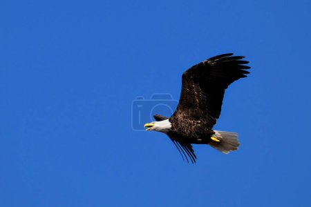 American Bald Eagle in flight with wings spread and mouth and beak open as it screeches