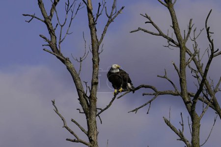 An American Bald Eagles perched in a dead tree along the edge of a river 