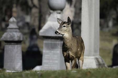 Alarmiert städtische Wildtiere ein Foto eines Weißschwanzhirsches auf einem Friedhof 
