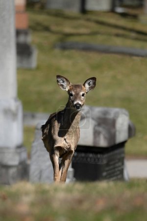Alarmiert städtische Wildtiere ein Foto eines Weißschwanzhirsches auf einem Friedhof 