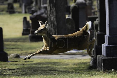 Alert urban Wildlife ein Foto eines Weißschwanzhirsches, der auf einem Friedhof läuft
