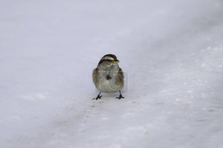 Close up of a tree sparrow bird standing on a snow covered country road