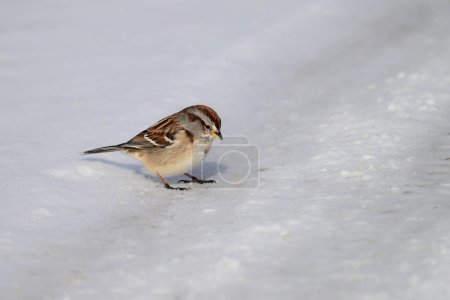 Close up of a tree sparrow bird standing on a snow covered country road