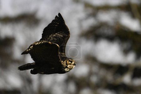 Gran búho de cuernos en vuelo con alas extendidas