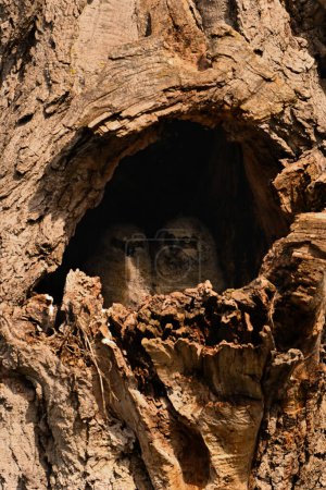 Two baby Great Horned Owlets resting in their nest in the cavity of a tree