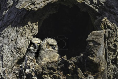 Two baby Great Horned Owlets looking out from their nest in the cavity of a tree