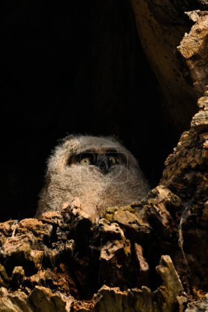 A baby owlet Great Horned owl sits perched at the opening of its nest looking up