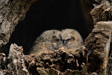 Two baby Great Horned Owlets sleeping in their nest in the cavity of a tree