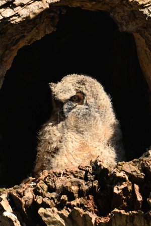 A baby owlet Great Horned owl sits perched at the opening of its nest looking down