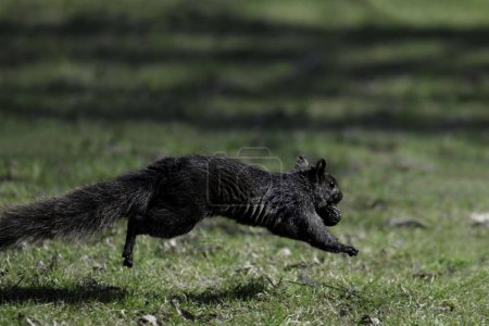 Black Squirrel running across a green lawn carrying a black walnut seed in its mouth