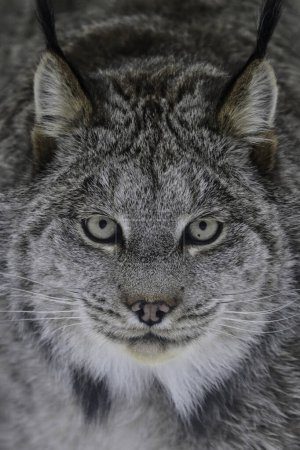 Close up portrait of a Lynx