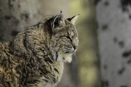 Foto de Retrato de cerca de un Bobcat - Imagen libre de derechos
