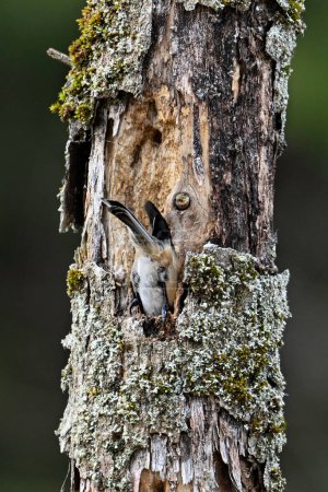 Foto de Escena primaveral de un pollito de gorra negra construyendo un nido en un árbol muerto - Imagen libre de derechos