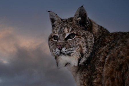 Foto de Retrato de cerca de un Bobcat - Imagen libre de derechos