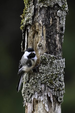 Foto de Escena primaveral de un pollito de gorra negra construyendo un nido en un árbol muerto - Imagen libre de derechos