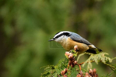 Red-breasted Nuthatch bird sits perched on a cedar branch