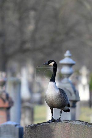 A Canada Goose standing on top of a tombstone in a cemetery