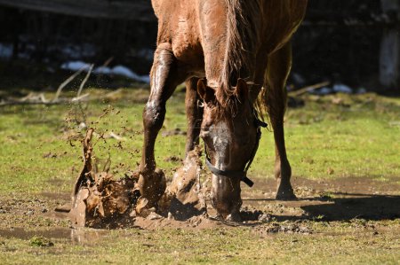 Spring scene of a horse playing in a puddle left from melting snow