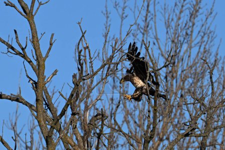 Aigle à tête blanche juvénile de première année en vol avec les ailes déployées atterrissant dans les arbres