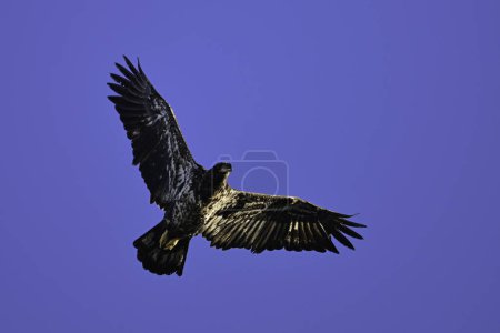 Águila calva juvenil de primer año en vuelo con las alas extendidas