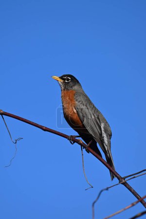 American Robin bird perched on a branch against a blue sky