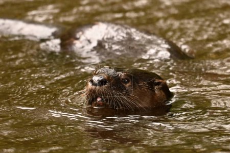 Photo for North American River Otter swimming in lake - Royalty Free Image