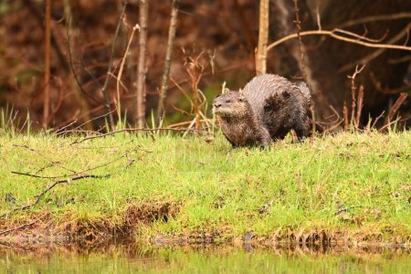 Photo for North American River Otter on shore along edge of a river - Royalty Free Image
