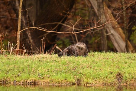 Photo for North American River Otter on the shore along edge of water - Royalty Free Image