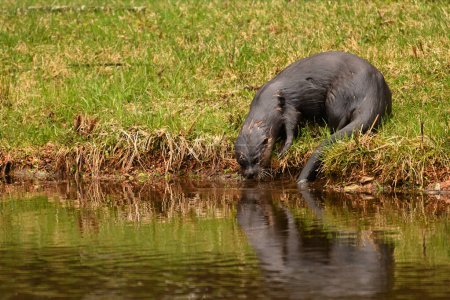 Nordamerikanischer Flussotter vor dem Baden in einem Fluss