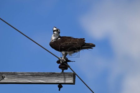 Osprey bird sitting perched on a old wooden hyrdo-electricity pole with a half eaten fish in its talons