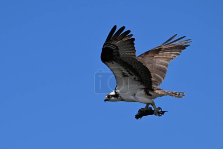 Osprey bird in flight with wings spread and a fish in its talons