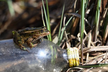 Close up of a Northern Leopard Frog sitting on a discarded plastic bottle along the edge of wetlands