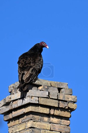 Turkey Vulture sits perched on a dilapidated chimney of an abandoned country house