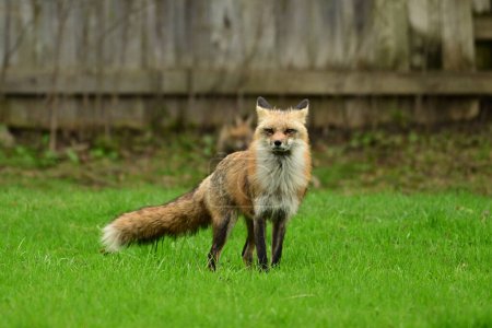 Photographie animalière urbaine d'un renard roux gardant son repaire de petits sous une remise le long d'une clôture arrière