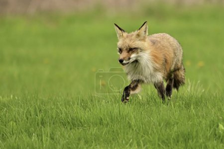 Fotografía de la vida silvestre urbana de un zorro rojo vigilando su guarida de cachorros caminando sobre hierba verde